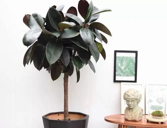 客厅太单调？摆上这五种绿植，高端大气上档次！