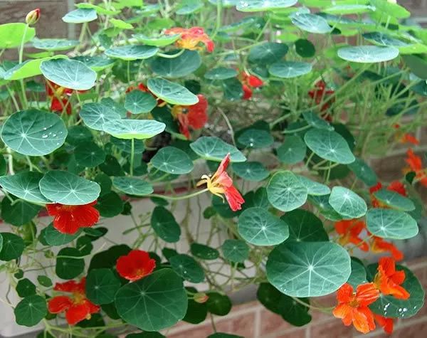 铜钱草养腻了？养盆旱金莲，叶肥花美！