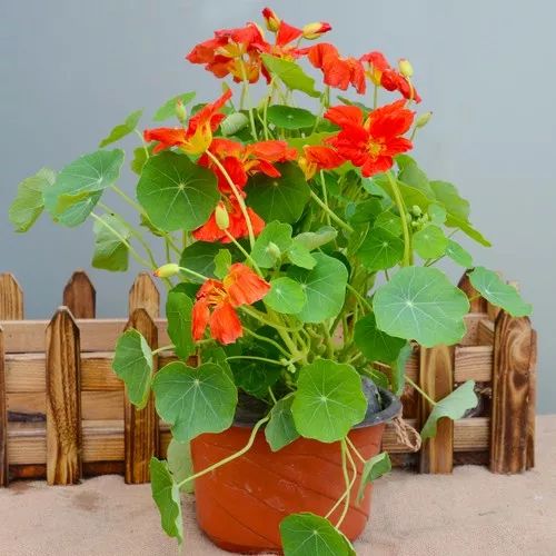 铜钱草养腻了？养盆旱金莲，叶肥花美！