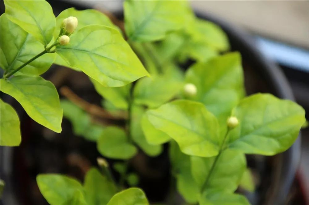 茉莉花施肥宝典：这样施肥，比花市老板养的都好