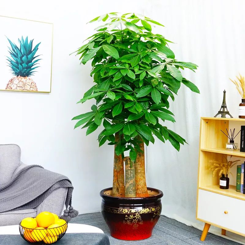 家里通风、光线不太好？养这些花草就对了！