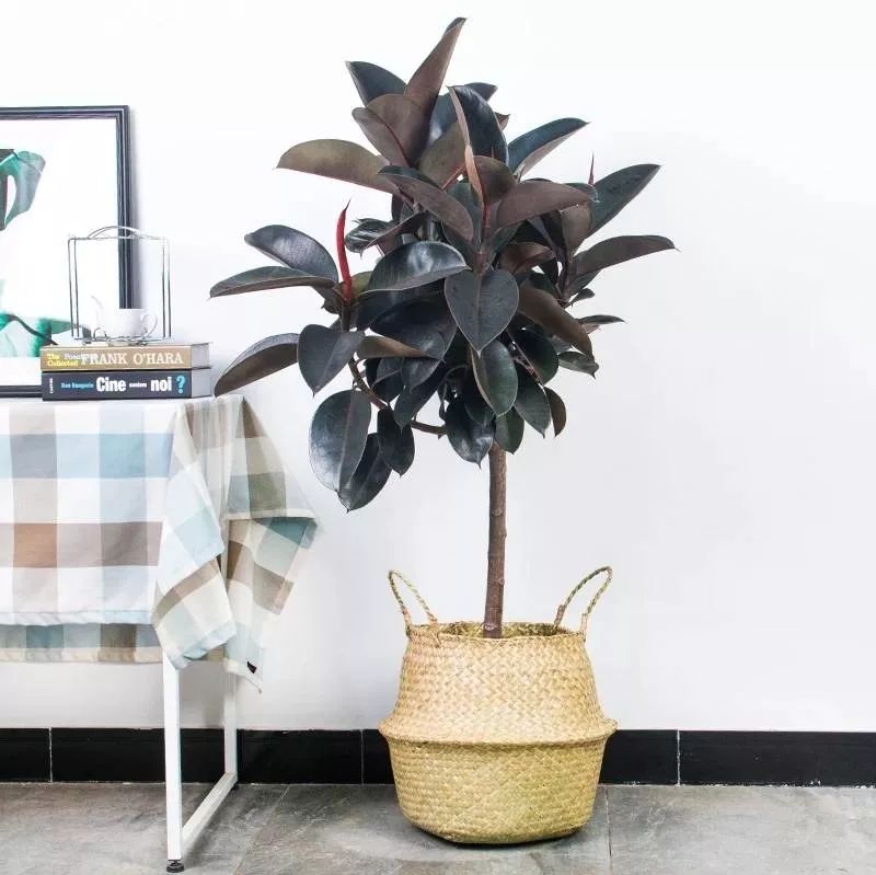 家里通风、光线不太好？养这些花草就对了！