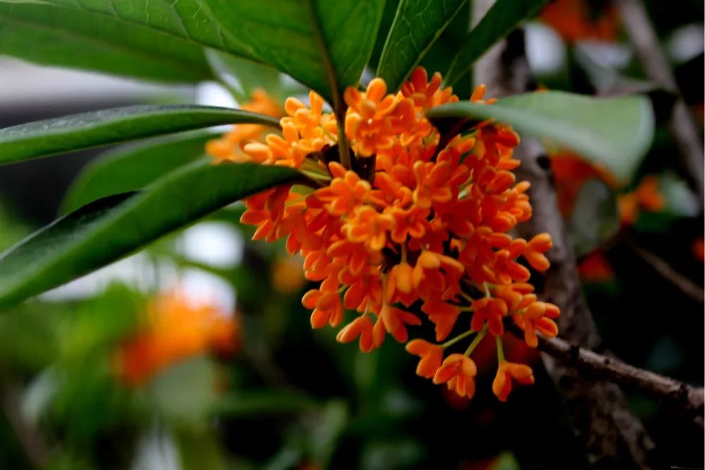 中国十大名花，你最喜欢哪一种呢？