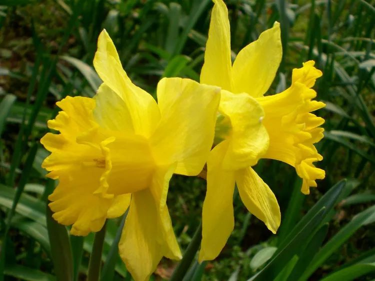 中国十大名花，你最喜欢哪一种呢？