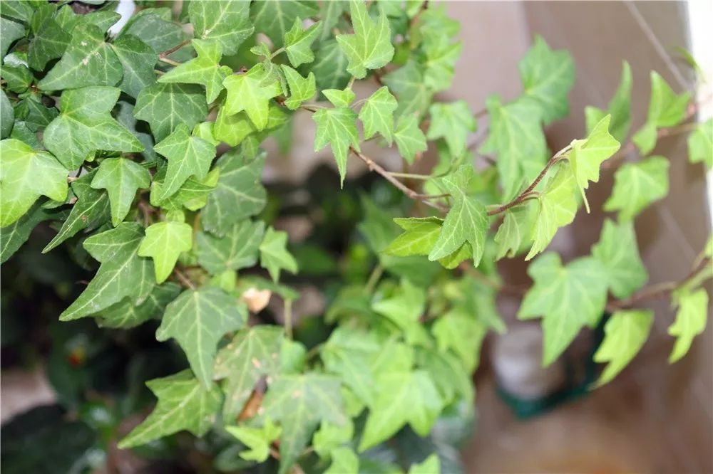 家里通风、光线不太好？养这些花草就对了！