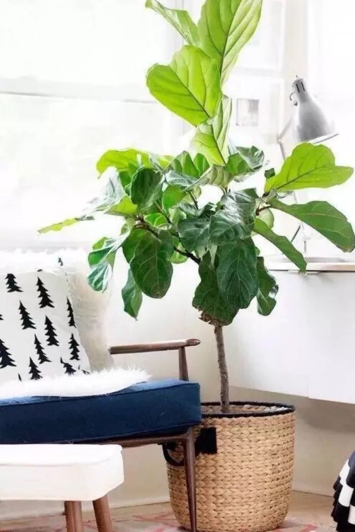 客厅太单调？摆上这五种绿植，高端大气上档次！