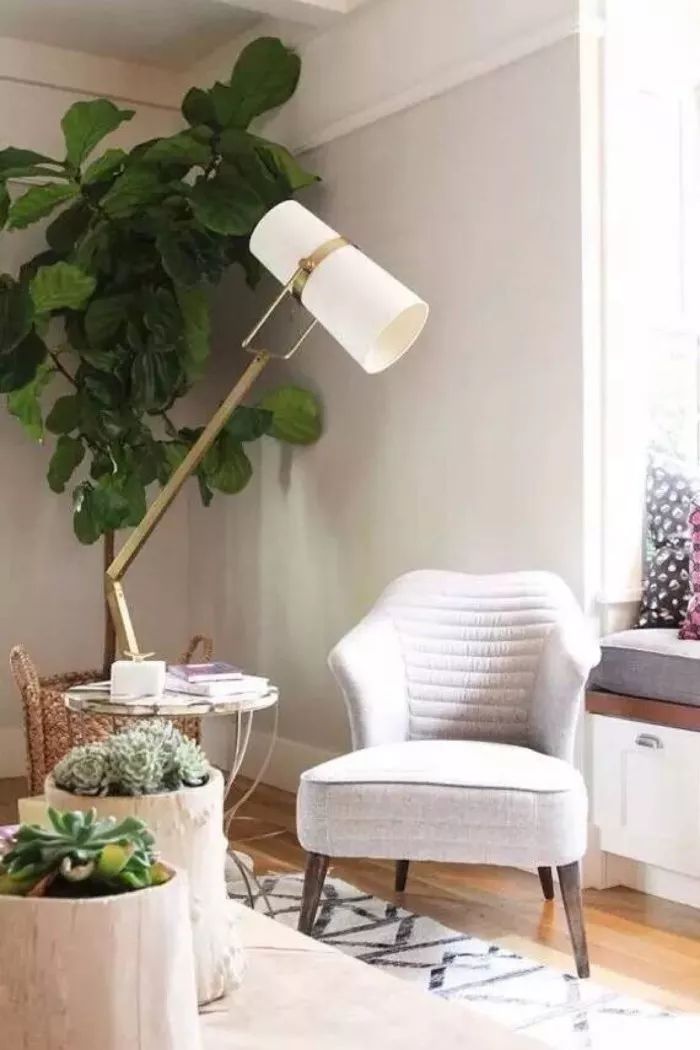 客厅太单调？摆上这五种绿植，高端大气上档次！