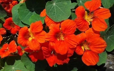 旱金莲的养殖方法和注意事项