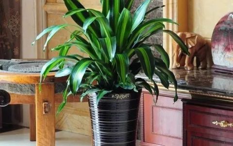 客厅摆放什么绿植最好