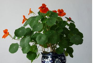 铜钱草养腻了？养盆旱金莲，叶肥花美！