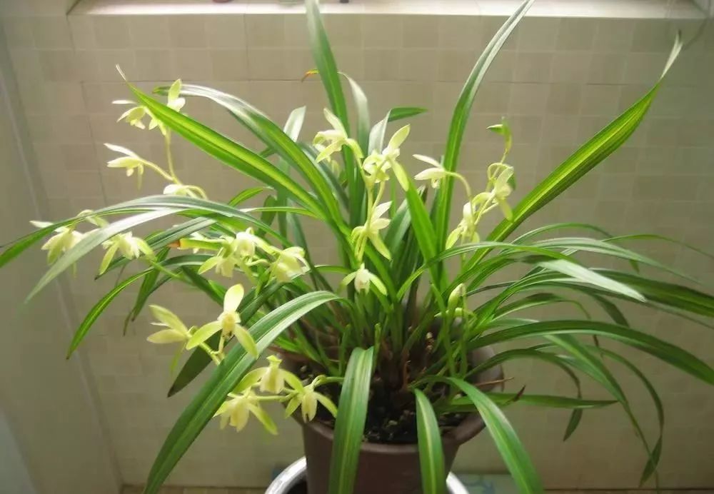 中国十大名花，你最喜欢哪一种呢？