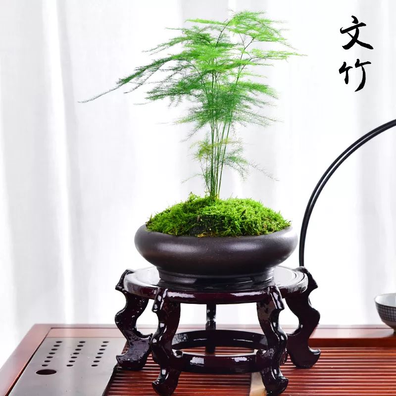 家里通风、光线不太好？养这些花草就对了！