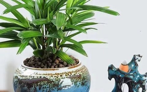 吊兰的养殖方法和注意事项