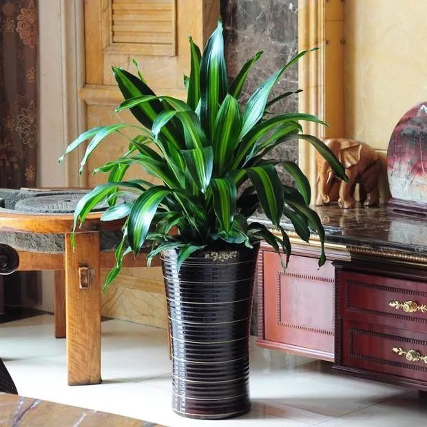 客厅太单调？摆上这五种绿植，高端大气上档次！