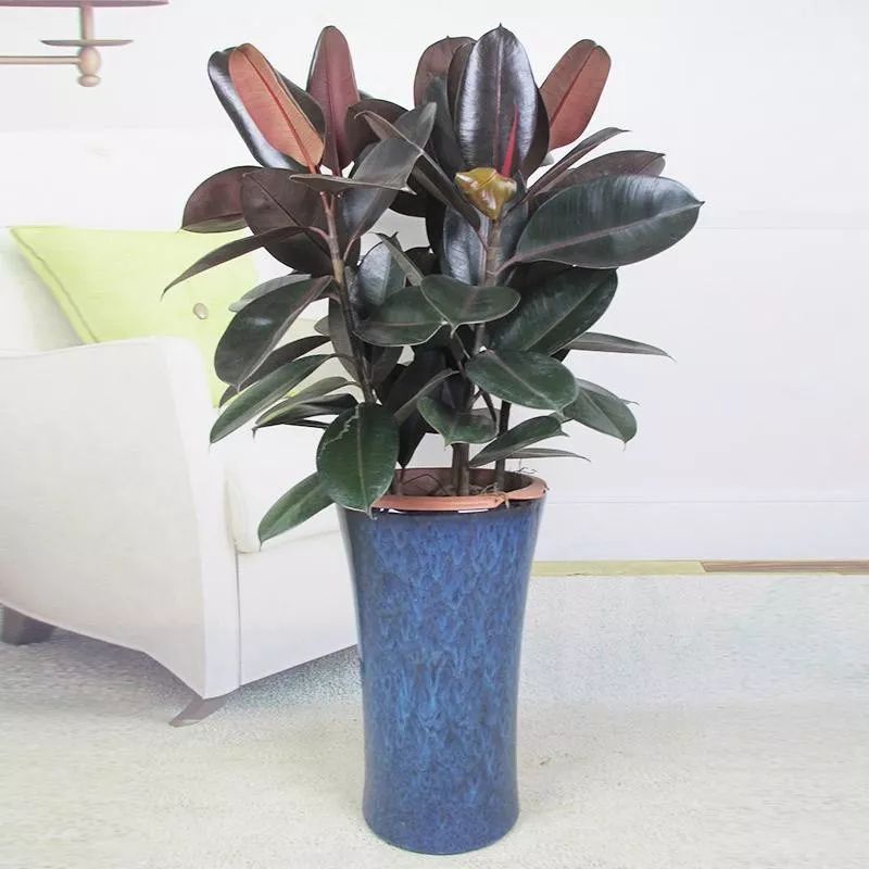 客厅太单调？摆上这五种绿植，高端大气上档次！