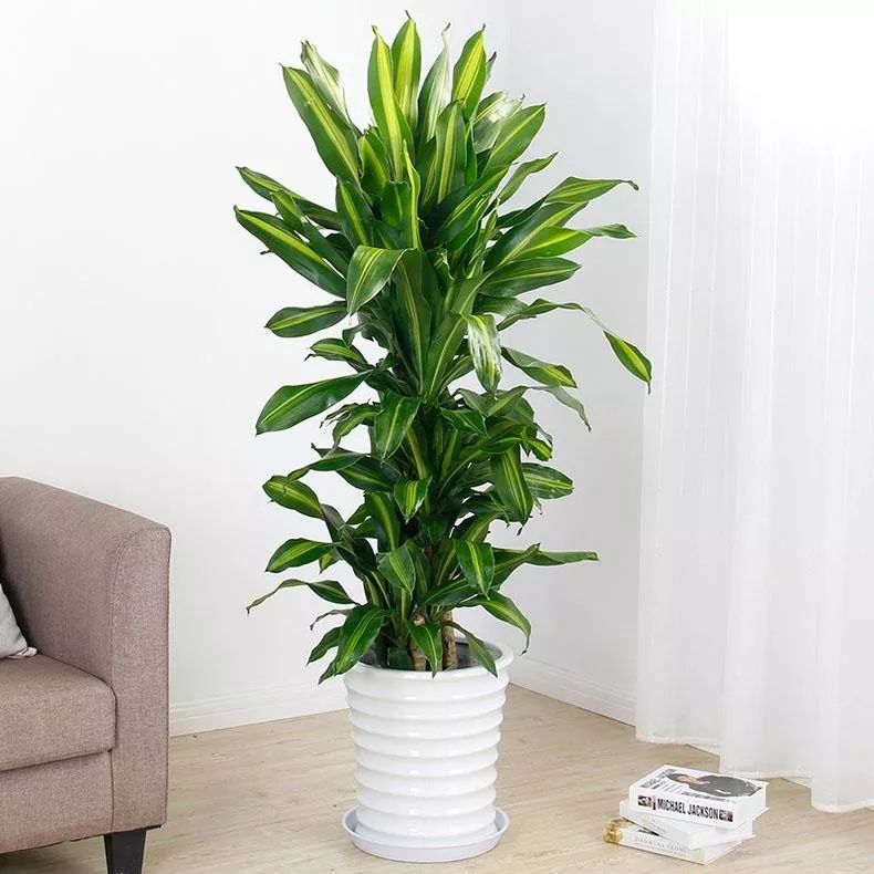 客厅太单调？摆上这五种绿植，高端大气上档次！