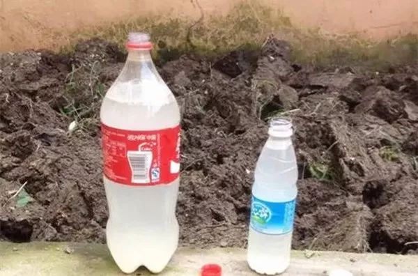 茉莉花施肥宝典：这样施肥，比花市老板养的都好