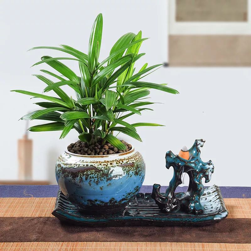 家里通风、光线不太好？养这些花草就对了！