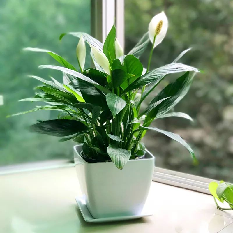 家里通风、光线不太好？养这些花草就对了！