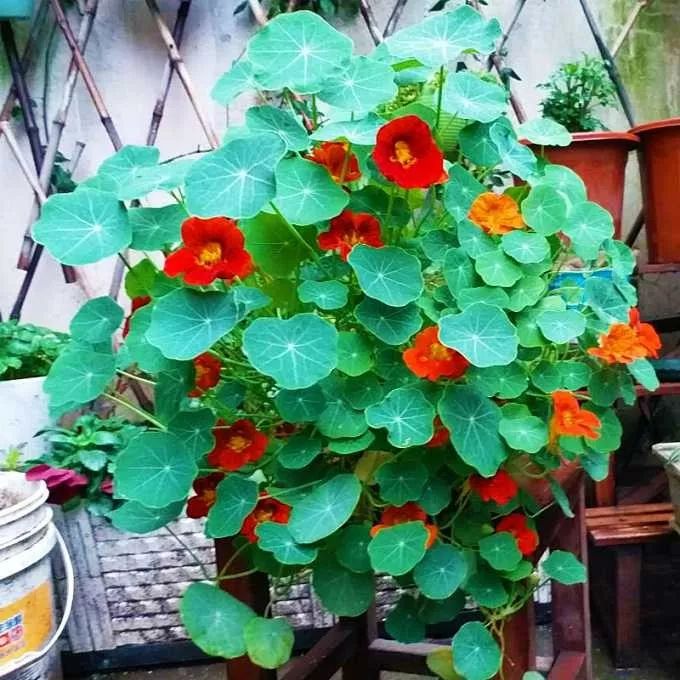 铜钱草养腻了？养盆旱金莲，叶肥花美！