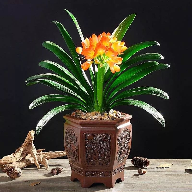 家里有这些花的，千万别再喷水了，喷一盆死一盆！