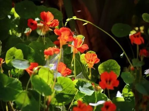 铜钱草养腻了？养盆旱金莲，叶肥花美！