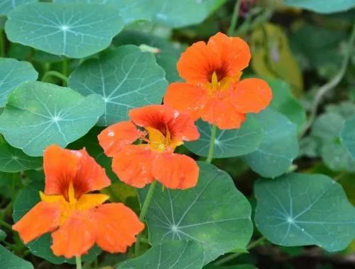 铜钱草养腻了？养盆旱金莲，叶肥花美！