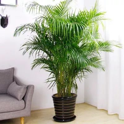 客厅太单调？摆上这五种绿植，高端大气上档次！