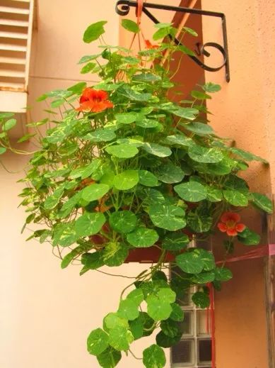 铜钱草养腻了？养盆旱金莲，叶肥花美！