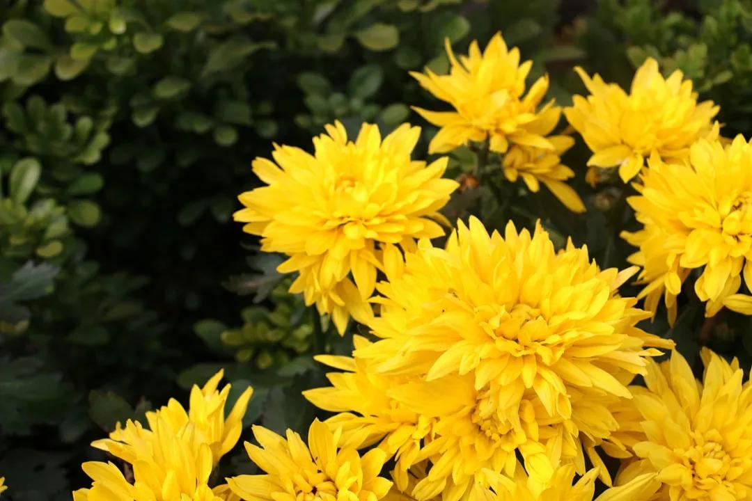 十大才女、十大元帅：最全的“十大”文化知识，赶紧收藏