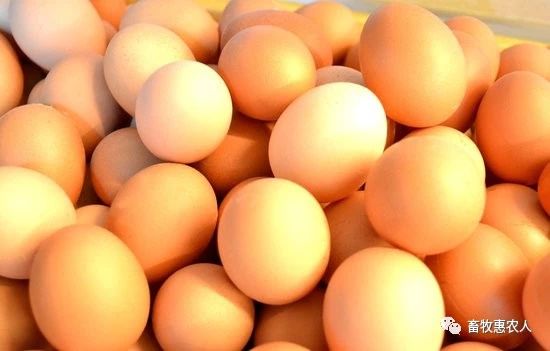 021.10.4鸡蛋价格,2021.8.20鸡蛋价格"