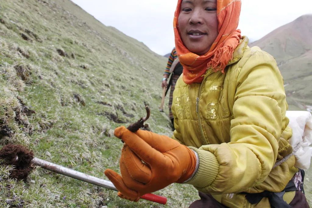 为什么市面上的冬虫夏草价格差别这么大？